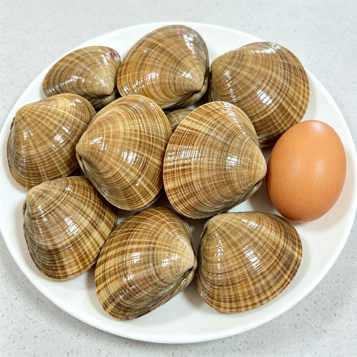 Large Wenbei Clams